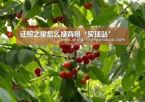 证照之星怎么换背景‘买球站’(图1) 买球站